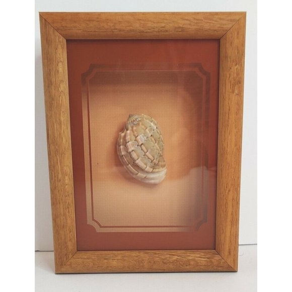 Vtg Framed Shadow Box Sea Shell (David Harp) Nautical Decor - Picture 1 of 7